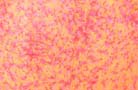Garden apparel supply exporter distributes unique Yellow and red colored batik bikini cover up wrap