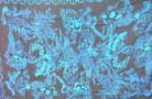 Resort clothing catalog agent supplies balinese under water motif summer sarong    