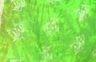 Ocean wear online boutique wholesaler exports sea life print  bali scarf sarong
