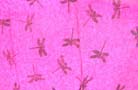 Wholesale import outlet store supplies Tropical dragonfly pattern on handcrafted rayon sarong 
